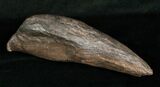 Giant Fossil Sperm Whale Tooth #5010-1